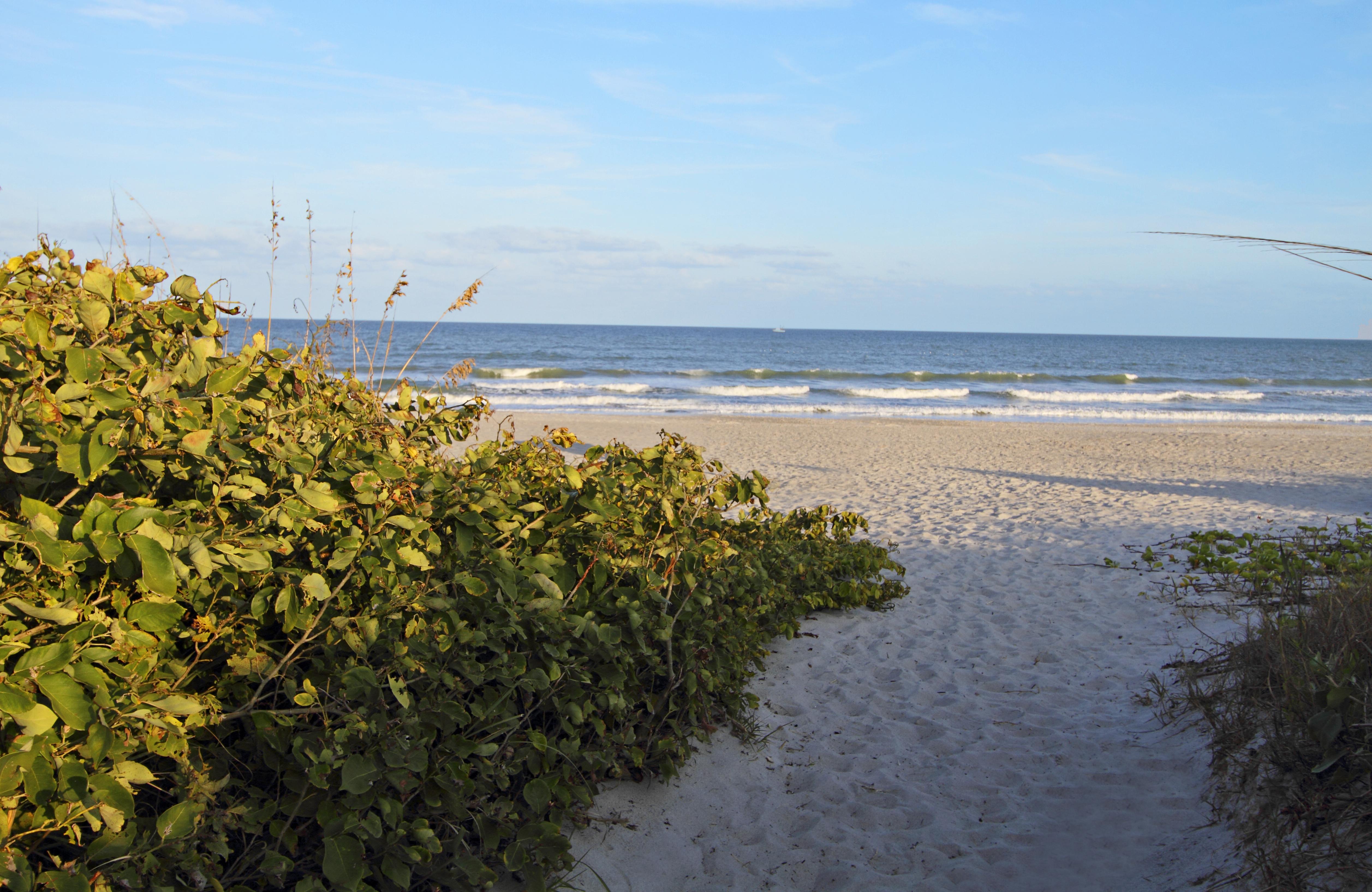 are dogs allowed on cape canaveral beach